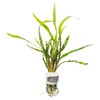 Cryptocoryne Crispatula 'Balansae'