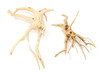 Spiderwood Duo-Set (4- 6 Inches)