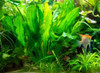 Ruffle Sword (Echinidorus Martii)