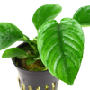 Potted Anubias Barteri var. caladiifolia