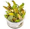 1-2-Grow! Cryptocoryne Undulatus 'Broad Leaf'