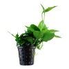 Potted Anubias Barteri var. Nana 'Large'