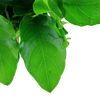Potted Anubias Barteri var. Nana 'Large'