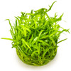 1-2-Grow! Sagittaria Subulata