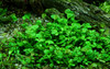 1-2-Grow! Marsilea Hirsuta
