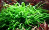 Microsorum Pteropus 'Trident' Bundle