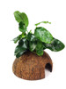 Anubias Nana on Coconut *COCONAN