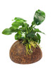 Anubias Nana on Coconut *COCONAN