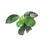 Anubias Nana Petite