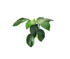 Anubias Nana Petite