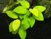 Anubias Nana 'Golden'