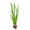 Vallisneria Spiralis