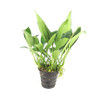 Anubias 'Lanceolata' XL Pot *MPLC