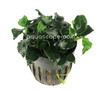 Potted Anubias Barteri 'Dark Angel'