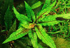 Potted Cryptocoryne Wendtii 'Gecko'
