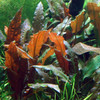 Potted Cryptocoryne Wendtii 'Affinis Red'