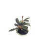 Bucephalandra sp. 'Godzilla' on Lava Stone *GZL_RLV