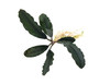 Bucephalandra sp. Rainbow Marble (Farmed)