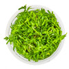 1-2-Grow! Rotala rotundifolia 'Green'