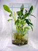 Spathiphyllum Wallisii (Peace Lilly)