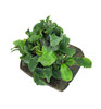 Bucephalandra 'Green Wavy' on Driftwood *BPGW