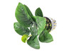 Potted Anubias Barteri 'Butterfly'