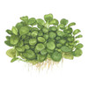1-2-Grow! Anubias barteri 'Mini Coin'