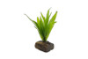 Microsorum Pteropus on Driftwood Nano *MPNW