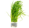 Isoetes Velata Var. Sicula
