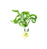 Helanthium 'Vesuvius' Bundle