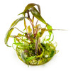 1-2-Grow! Cryptocoryne 'Nurii'