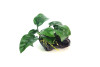 Anubias Butterfly on Driftwood