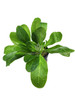 Potted Samolus Parviflorus Green