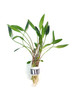 Cryptocoryne Lutea Bundle