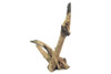 Saba Driftwood *SB082M