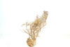 Caspian Driftwood *CP081M