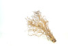 Caspian Driftwood *CP081M