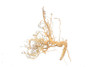 Caspian Driftwood *CP082M