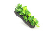 Anubias Nana 'Golden' on Driftwood Large *SC168L