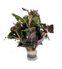 Lobelia Cardinalis Wavy Bundle