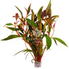 Alternanthera Reineckii Bundle