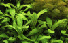 Lobelia 'Cardinalis' Bundle