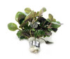Lobelia 'Cardinalis' Bundle