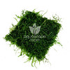 Taxiphyllum Barbieri 'Java Moss' on Mat