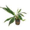 Potted Lagenandra Thwaitesii