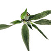 Potted Lagenandra Thwaitesii