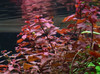 Ludwigia Palustris Red Bundle