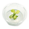 Anubias Nana 'Marble' Tissue Culture (Mini)