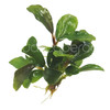 Bucephalandra Artemis (Farmed)