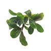 Bucephalandra Artemis (Farmed)